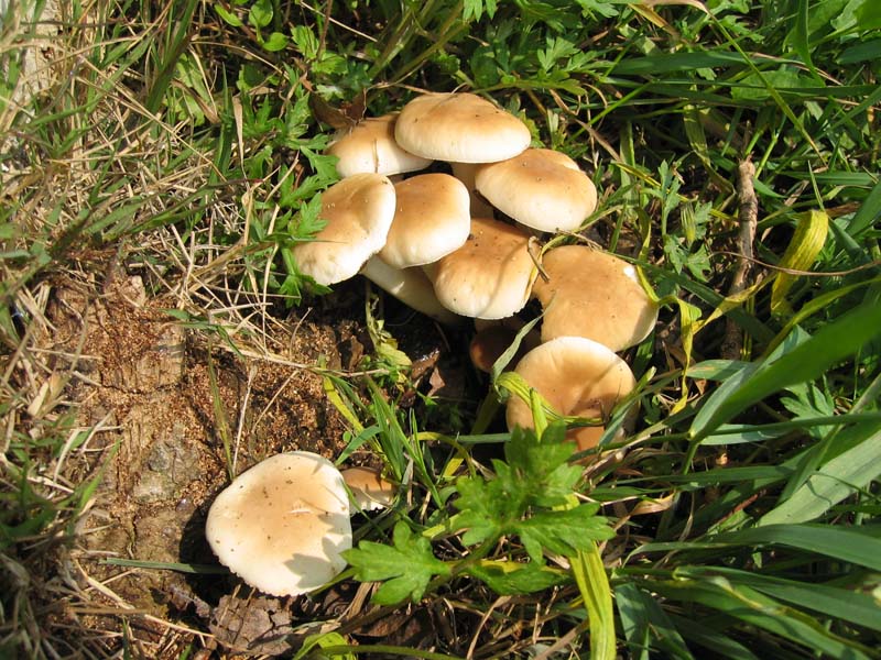 Suillus granulatus